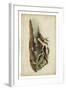 American Advocet-John James Audubon-Framed Art Print