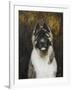 American Akita-Solveiga-Framed Giclee Print