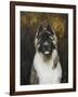 American Akita-Solveiga-Framed Giclee Print