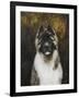 American Akita-Solveiga-Framed Giclee Print