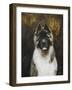 American Akita-Solveiga-Framed Giclee Print