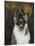 American Akita-Solveiga-Stretched Canvas