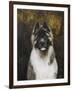 American Akita-Solveiga-Framed Giclee Print