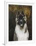 American Akita-Solveiga-Framed Giclee Print