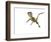 American Alligator (Alligator Mississipiensis) Baby Swimming, Split-Level, Florida, USA-Paul Marcellini-Framed Premium Photographic Print