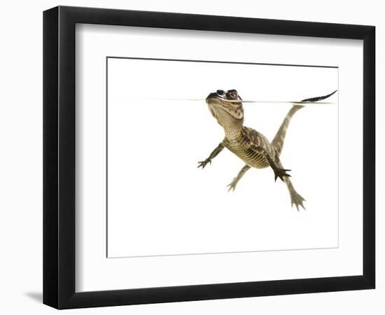 American Alligator (Alligator Mississipiensis) Baby Swimming, Split-Level, Florida, USA-Paul Marcellini-Framed Premium Photographic Print