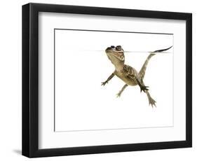 American Alligator (Alligator Mississipiensis) Baby Swimming, Split-Level, Florida, USA-Paul Marcellini-Framed Photographic Print