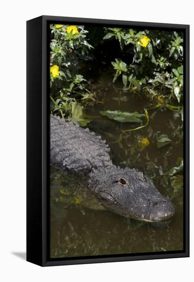 American Alligator (Alligator Mississippiensis) in Freshwater Slough, Osceola County-Lynn M^ Stone-Framed Stretched Canvas