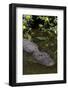 American Alligator (Alligator Mississippiensis) in Freshwater Slough, Osceola County-Lynn M^ Stone-Framed Photographic Print