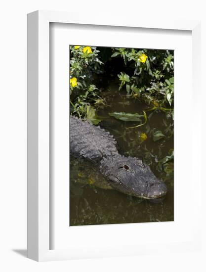 American Alligator (Alligator Mississippiensis) in Freshwater Slough, Osceola County-Lynn M^ Stone-Framed Photographic Print