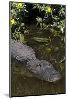 American Alligator (Alligator Mississippiensis) in Freshwater Slough, Osceola County-Lynn M^ Stone-Mounted Photographic Print