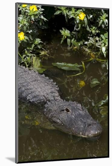 American Alligator (Alligator Mississippiensis) in Freshwater Slough, Osceola County-Lynn M^ Stone-Mounted Photographic Print