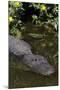 American Alligator (Alligator Mississippiensis) in Freshwater Slough, Osceola County-Lynn M^ Stone-Mounted Photographic Print