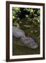 American Alligator (Alligator Mississippiensis) in Freshwater Slough, Osceola County-Lynn M^ Stone-Framed Photographic Print
