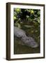 American Alligator (Alligator Mississippiensis) in Freshwater Slough, Osceola County-Lynn M^ Stone-Framed Photographic Print