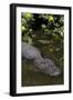 American Alligator (Alligator Mississippiensis) in Freshwater Slough, Osceola County-Lynn M^ Stone-Framed Photographic Print