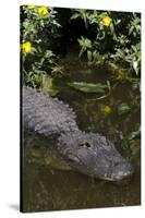 American Alligator (Alligator Mississippiensis) in Freshwater Slough, Osceola County-Lynn M^ Stone-Stretched Canvas