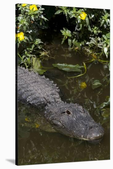 American Alligator (Alligator Mississippiensis) in Freshwater Slough, Osceola County-Lynn M^ Stone-Stretched Canvas