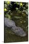 American Alligator (Alligator Mississippiensis) in Freshwater Slough, Osceola County-Lynn M^ Stone-Stretched Canvas