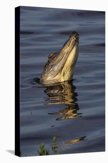 American alligator (Alligator mississippiensis) male bellowing call to potential mate.-Larry Ditto-Stretched Canvas