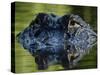American Alligator (Alligator Mississippiensis), Okefenokee National Wildlife Refuge, Florida, Usa-Pete Oxford-Stretched Canvas