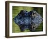 American Alligator (Alligator Mississippiensis), Okefenokee National Wildlife Refuge, Florida, Usa-Pete Oxford-Framed Photographic Print