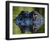 American Alligator (Alligator Mississippiensis), Okefenokee National Wildlife Refuge, Florida, Usa-Pete Oxford-Framed Photographic Print