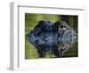 American Alligator (Alligator Mississippiensis), Okefenokee National Wildlife Refuge, Florida, Usa-Pete Oxford-Framed Photographic Print