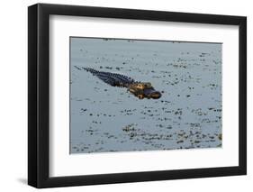 American Alligator (Alligator mississippiensis) Viera Wetlands, Brevard County, Florida-Richard & Susan Day-Framed Photographic Print