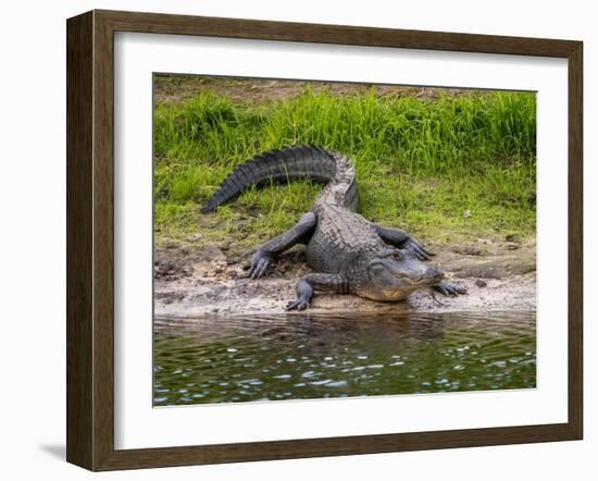 American Alligator along Myakka River in Myakka River State Park in Sarasota Florida USA-Jim Schwabel-Framed Photographic Print