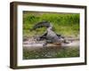 American Alligator along Myakka River in Myakka River State Park in Sarasota Florida USA-Jim Schwabel-Framed Photographic Print
