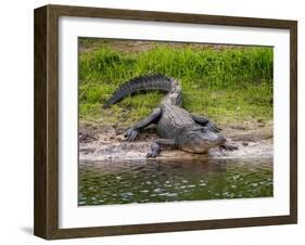 American Alligator along Myakka River in Myakka River State Park in Sarasota Florida USA-Jim Schwabel-Framed Photographic Print