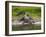 American Alligator along Myakka River in Myakka River State Park in Sarasota Florida USA-Jim Schwabel-Framed Photographic Print