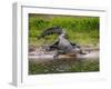 American Alligator along Myakka River in Myakka River State Park in Sarasota Florida USA-Jim Schwabel-Framed Photographic Print