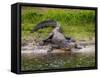 American Alligator along Myakka River in Myakka River State Park in Sarasota Florida USA-Jim Schwabel-Framed Stretched Canvas