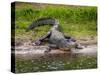 American Alligator along Myakka River in Myakka River State Park in Sarasota Florida USA-Jim Schwabel-Stretched Canvas