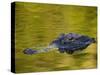 American Alligator at an Alligator Farm, St. Augustine, Florida, USA-Arthur Morris-Stretched Canvas