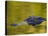 American Alligator at an Alligator Farm, St. Augustine, Florida, USA-Arthur Morris-Stretched Canvas