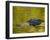 American Alligator at an Alligator Farm, St. Augustine, Florida, USA-Arthur Morris-Framed Photographic Print