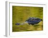 American Alligator at an Alligator Farm, St. Augustine, Florida, USA-Arthur Morris-Framed Photographic Print