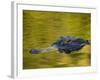 American Alligator at an Alligator Farm, St. Augustine, Florida, USA-Arthur Morris-Framed Photographic Print