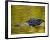 American Alligator at an Alligator Farm, St. Augustine, Florida, USA-Arthur Morris-Framed Photographic Print