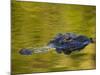 American Alligator at an Alligator Farm, St. Augustine, Florida, USA-Arthur Morris-Mounted Photographic Print