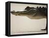 American Alligator, Everglades National Park, Florida, USA-Joe McDonald-Framed Stretched Canvas