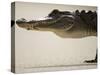American Alligator, Everglades National Park, Florida, USA-Joe McDonald-Stretched Canvas