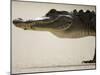 American Alligator, Everglades National Park, Florida, USA-Joe McDonald-Mounted Photographic Print