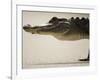 American Alligator, Everglades National Park, Florida, USA-Joe McDonald-Framed Photographic Print