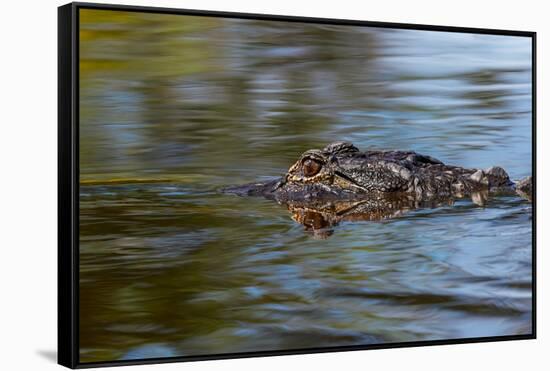 American alligator from eye level with water, Myakka River State Park, Florida-Adam Jones-Framed Stretched Canvas