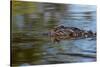 American alligator from eye level with water, Myakka River State Park, Florida-Adam Jones-Stretched Canvas