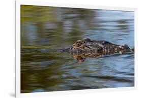 American alligator from eye level with water, Myakka River State Park, Florida-Adam Jones-Framed Photographic Print